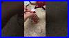 Lets_Make_Our_Own_Snow_Globe_Snowglobe_Dollartree_Disney_Disneyfrozen_Diychristmas_Diy_01_udgw